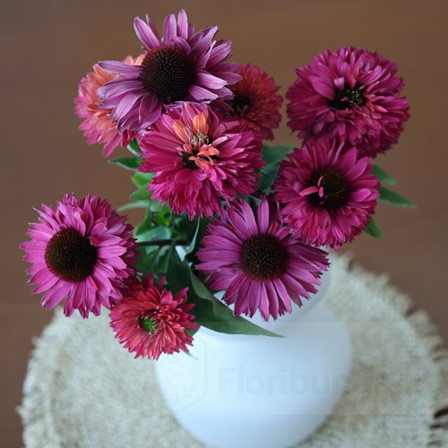 jeżówka SUNSEEKERS "Sweet Fuchsia"