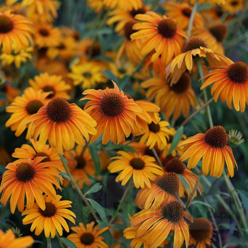 Jeżówka purpurowa 'Skipper Honey'