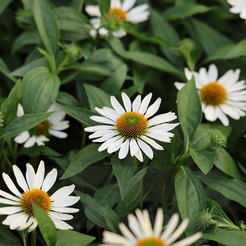 Jeżówka Papallo® Classic White