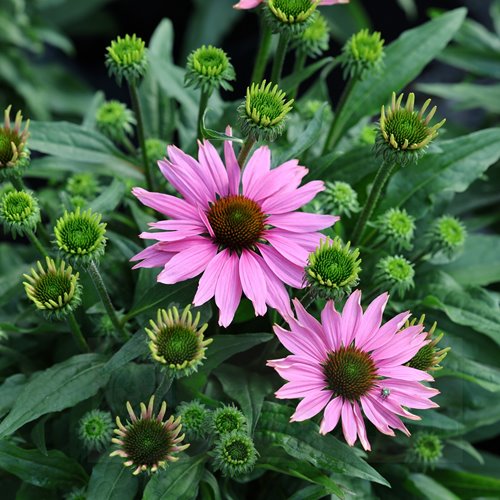 Jeżówka Pearl™ Light Pink