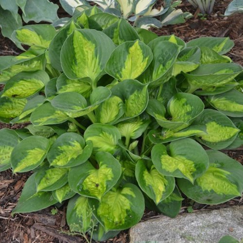Funkia "Pocetfull of Sunshine"
