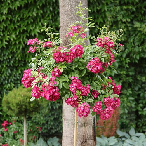 Red Ballerina PIENNA (pień 60 cm)