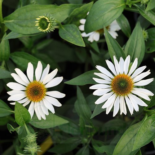 Jeżówka Papallo® Classic White