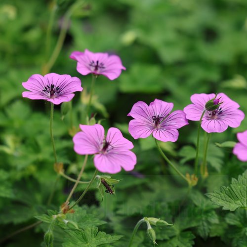 Bodziszek "Pink Penny"