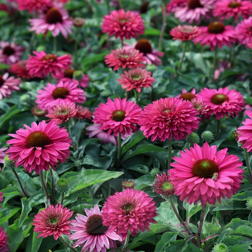 jeżówka SUNSEEKERS "Sweet Fuchsia"