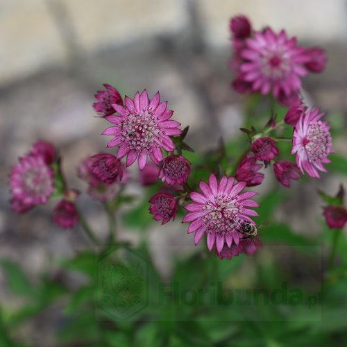 Jarzmianka Większa "Cerise Button"