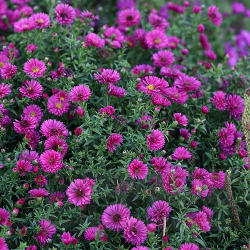 aster dumosus "Jenny"