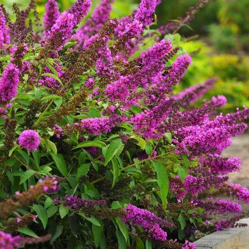 Budleja Dawida "Summer Bird Magenta"