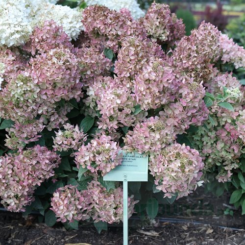 Hortensja bukietowa "Petite Star"