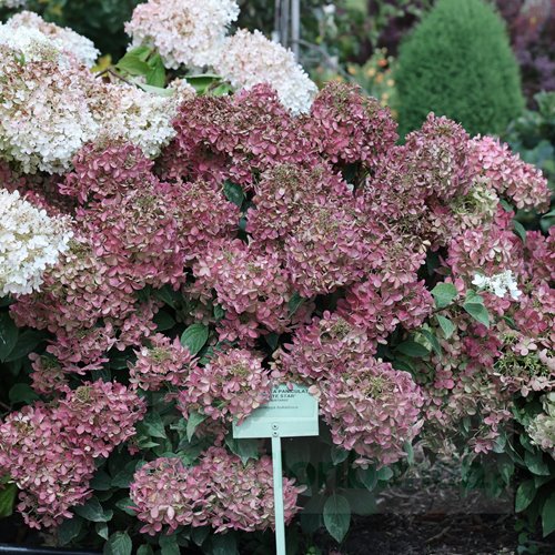 Hortensja bukietowa "Petite Star"