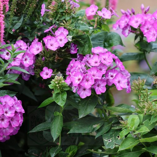 płomyk Flame® "Purple Eye"