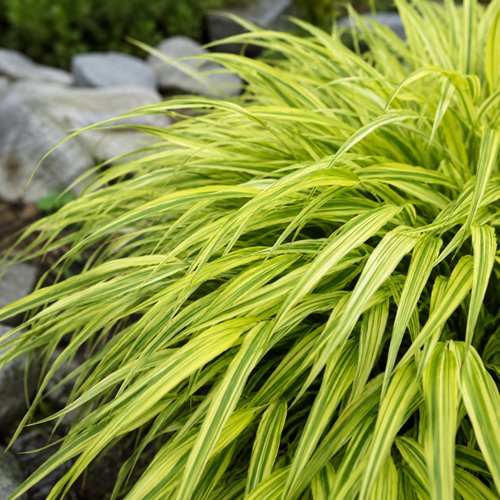 Hakonechloa smukła Aureola – złocista trawa ozdobna do półcienia