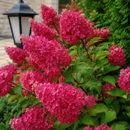 Hortensja "Fraise Melba"