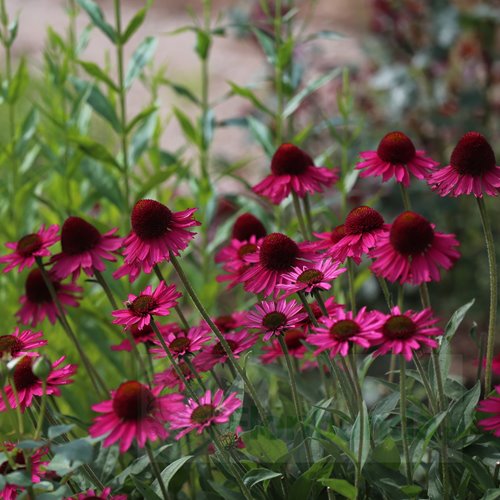 Jeżówka "Delicious Candy "