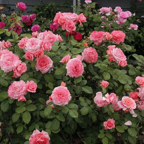 Institut Lumiere DONICZKA