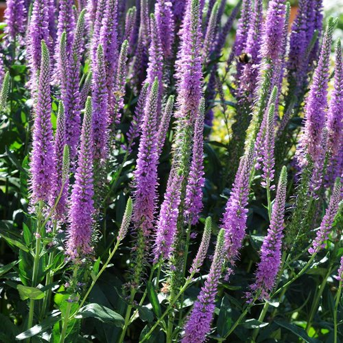 Przetacznik  Purpleicious