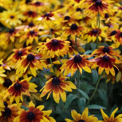 Rudbekia Sunbeckia® Sarah