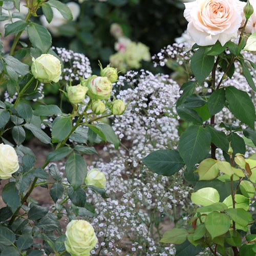 gipsówka 'Festival White Flare'