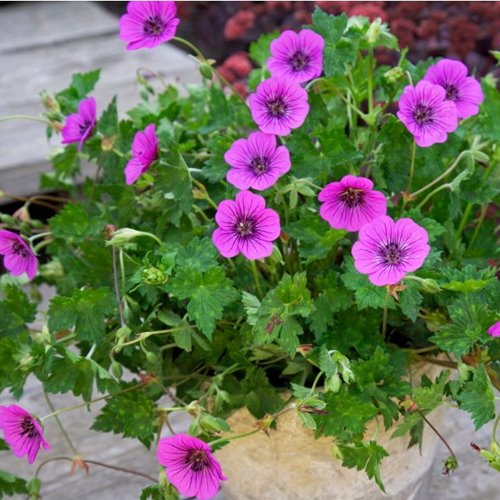Bodziszek "Pink Penny"