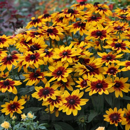 Rudbekia Sunbeckia® Sarah