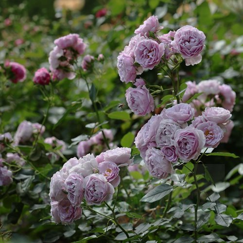 Nautica (KORcharblu)