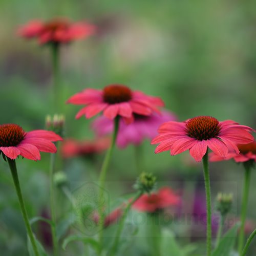 jeżówka Classic "Dragon Fruit"