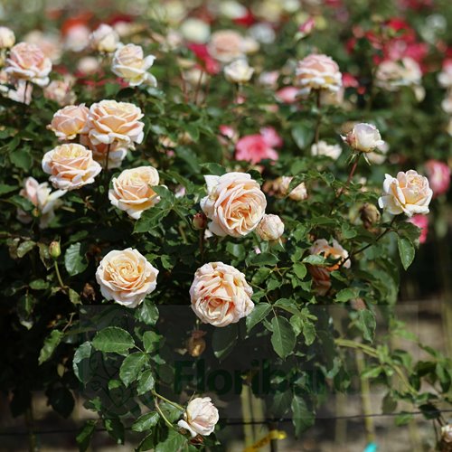 Diamond Jubilee  PIENNA