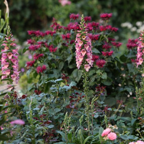 Naparstnica Digiplexis™ "Berry Canary"