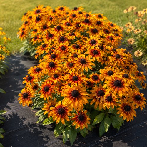 Rudbekia Sunbeckia® Sarah