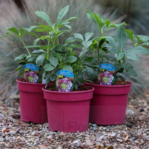 Ciemiernik "Double Ellen Picotee"