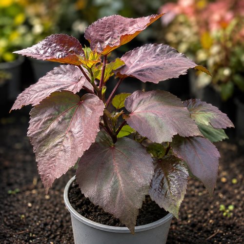 Hibiskus bylinowy Starry Night – czerwone kwiaty i ciemne liście