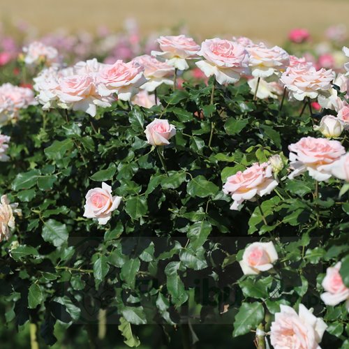 Johann Strauss (Meioffic)