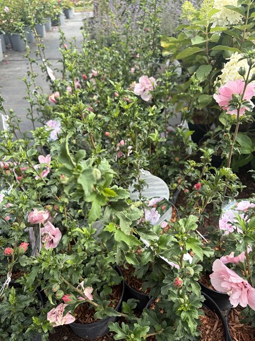 Hibiskus syryjski Pink Chiffon – różowy hibiskus o półpełnych kwiatach