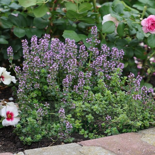 Macierzanaka Compactus