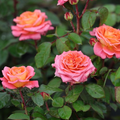 Notre Dame du Rosaire  (MASnoda)