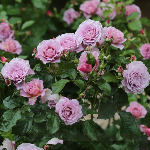 Lady Perfume (WEKpeawby)