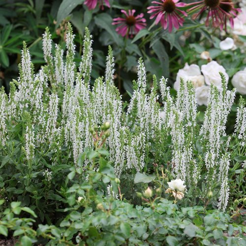 Szałwia omszona  'Sensation White'