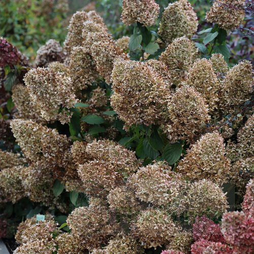 hortensja bukietowa  "Limelight"