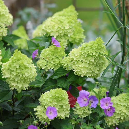 Hortensja bukietowa Gardenlights 'Redlight’