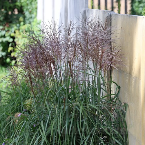 Miskant chiński ‘Malepartus’