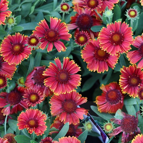 Gailardia "Yellow Touch"