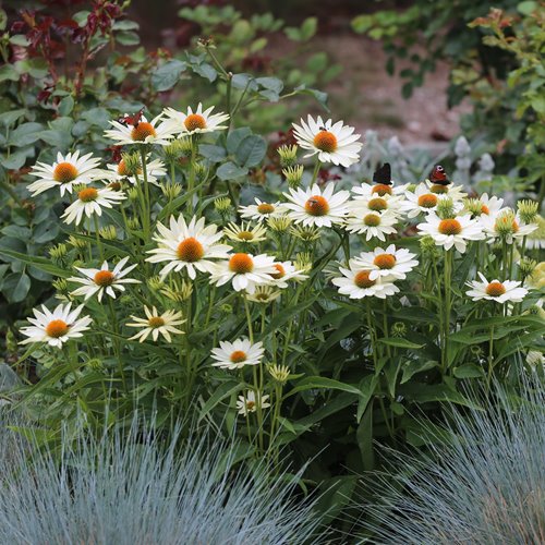 Jeżówka "Innocent Meadow Mama"