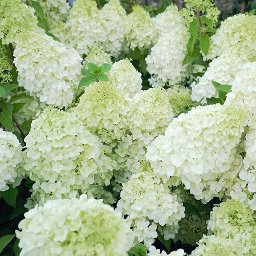 Hortensja bukietowa "Polar Bear"