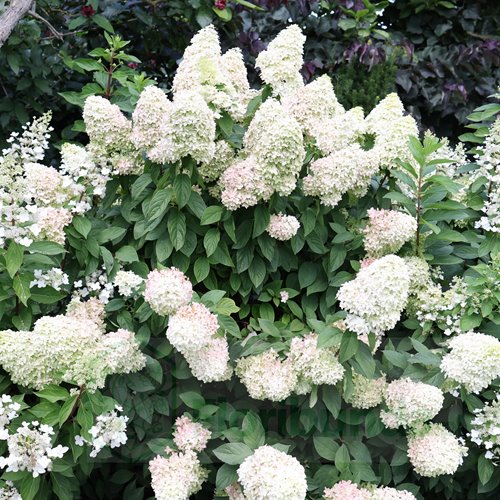 Hortensja "Magical Candle"