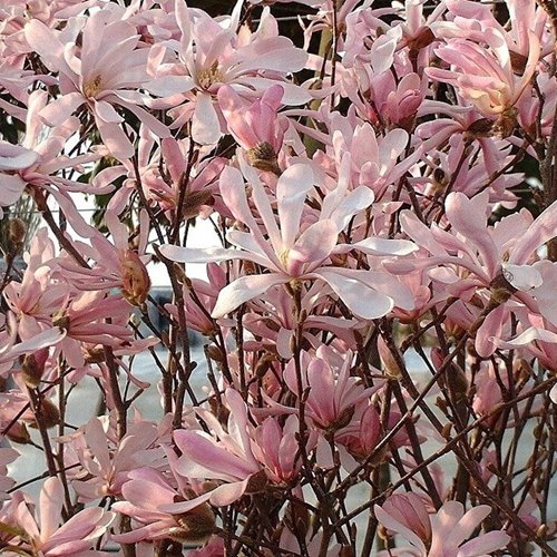 Magnolia  "Leonard Messel"