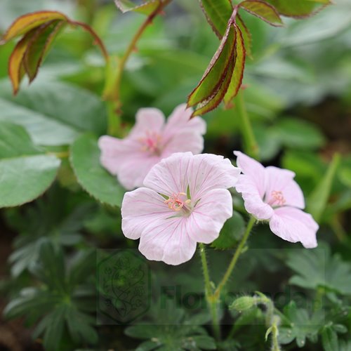 Bodziszek "Pink Summer"