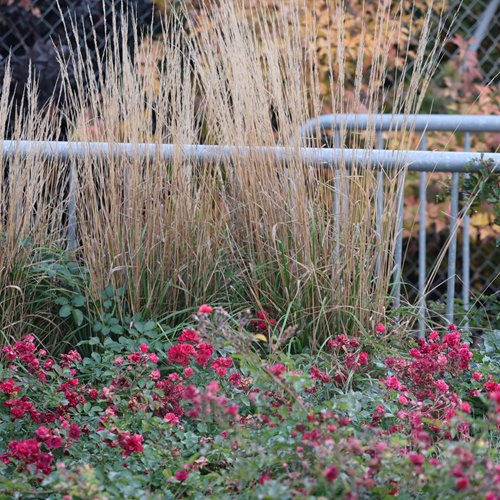 Trzcinnik "Karl foerster"