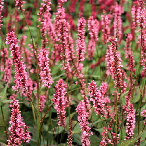Rdest himalajski "Harlequin'