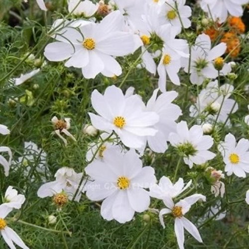 Kosmos "Casanova White"