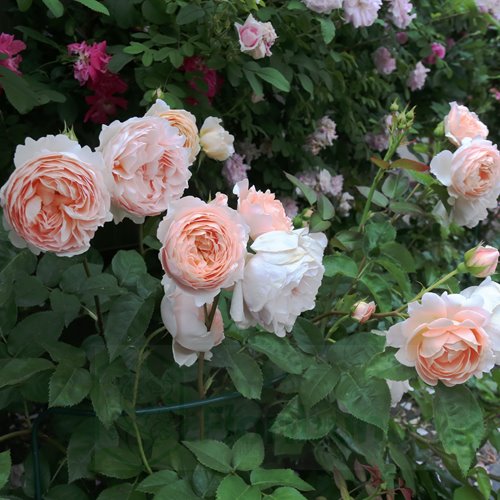 Ambridge Rose  (Auswonder)